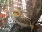 Cocatal bird for sell