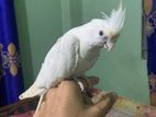 Cocatal Tame Bird