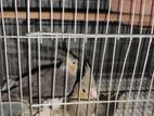 Cockatiel for sell