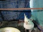 Cocatel and love birds for sell