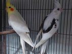 Cocatel and lovebird Runing pair