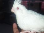 cocatel baby albino