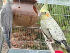 cocatel bird