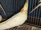 Cocatel Bird