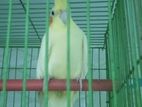 Cocatel Bird