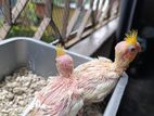 Cocatel bird