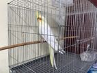 Cocatel bird for sell