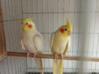 Cocatel birds master pair (3 pair)