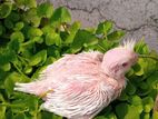 cocatel bird