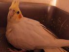 Cockatiel