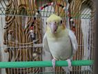 Cocatel birds sell