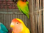 Cocatel, love bird