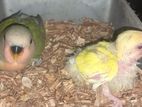 Cocatel lovebird