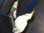 Cocatel.. Male/female.