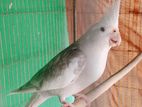 Cockatiel