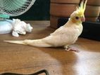 Cockatiel pakhi