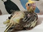 Cocatil Baby For Sale