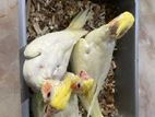 Cockatail babies