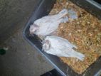 Cockatail Baby