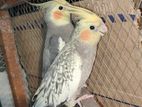 Cockatail Bird Pair