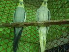 Cockatail bird pair