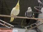 cockatail breeding pair