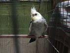 Cockateel Bird