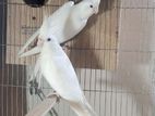 Cockateil albino tame pair