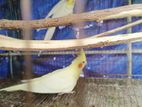 Cockateil and love bird sell