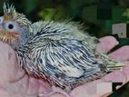 Cockateil Tame Size Baby