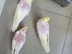 Cockatel Baby