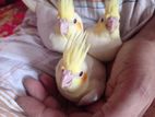 Cockatel baby team size