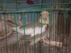 cockatel