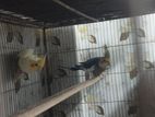 cockatel for sale