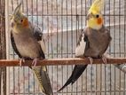 cockatel pair