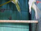 Cockatel Pakhi