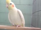 Cockatel Pakhi
