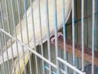 Cockatial Running Pair