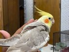 Cockatiel 1 Pair Hand Tame