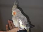 Cockatiel 1 Pear