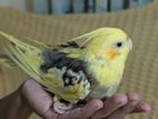 Cockatiel 18mas+ Tame Pakhi