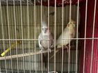Cockatiel 1jura
