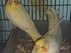 Cockatiel 2 Months