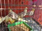 Cockatiel 4pcs