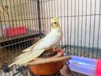 cockatiel 6 month