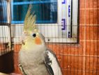 Cockatiel Adult Female