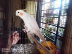 Cockatiel Adult Male