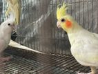 Cockatiel adult pair