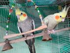 Cockatiel Adult pair