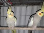 Cockatiel adult pair